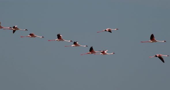 Lesser Flamingo, phoenicopterus minor, Group in Flight, Colony at Bogoria Lake in Kenya