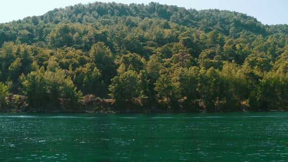 Lake and Forest