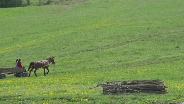 Horse carriage riding on a field