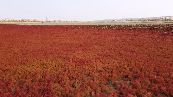 Red grass