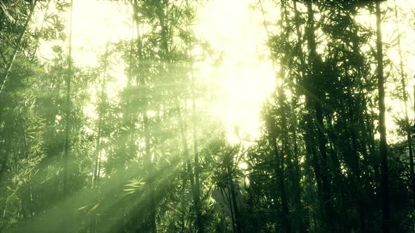 Green Bamboo in the Fog with Stems and Leaves