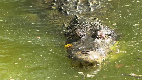 close-up of big Jaws and head of a crocodile