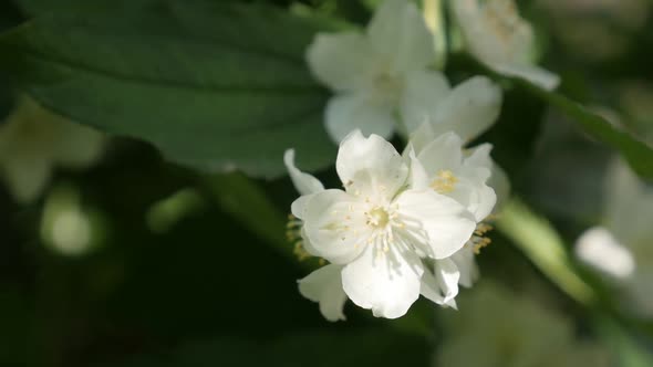 White Philadelphus coronarius flower  slow motion   1920X1080 HD footage - Sweet mock-orange  shrub 