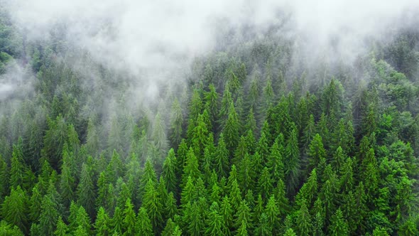 Aerial View of Misty Forest Clouds Above Mountain