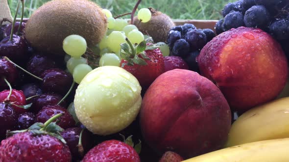 Fruit Collection Wide Shot