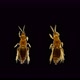 Insect Thysanoptera under a microscope - VideoHive Item for Sale