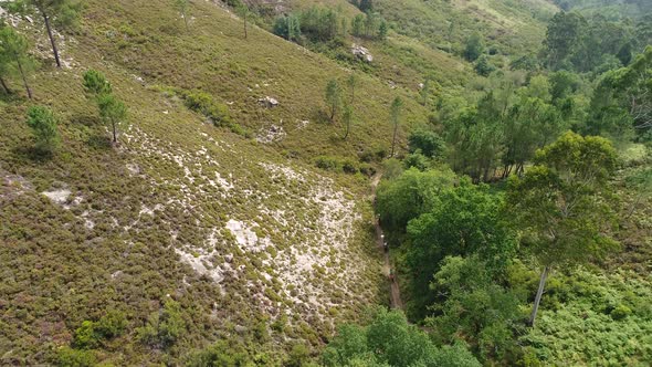 Horseback on Forest Mountain