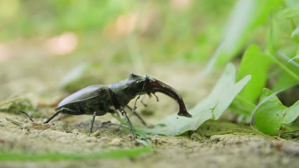 Stag Beetle Closeup