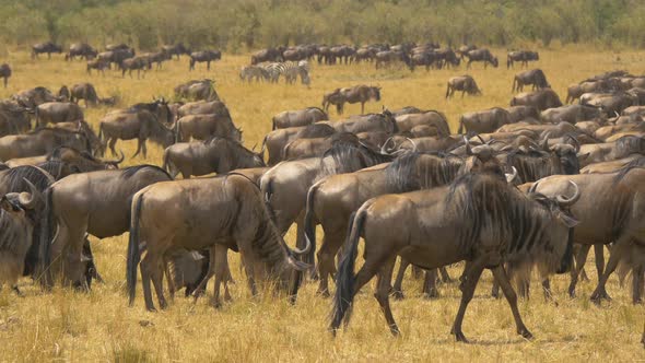 Wildebeests and a few zebras in Masai Mara