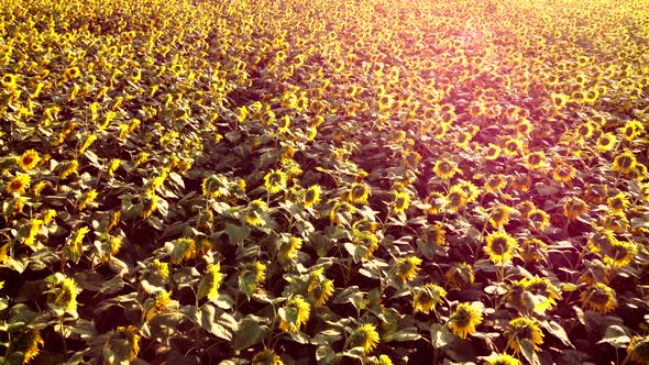 Aerial Drone View Flight Over Ver Field with Ripe Sunflower Heads