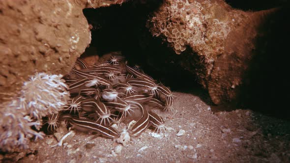 Striped Red Sea Catfish