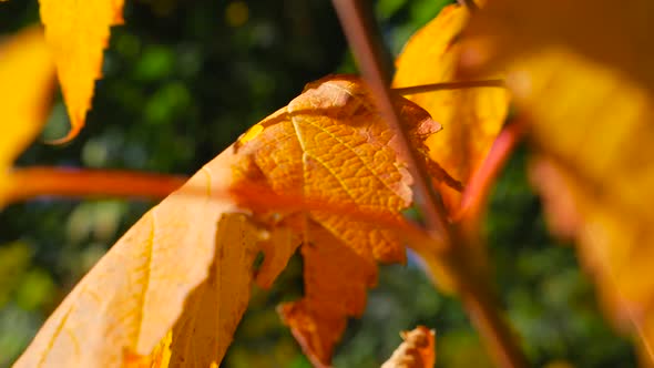 Moving Along Colorful Fall Leaves Close Up