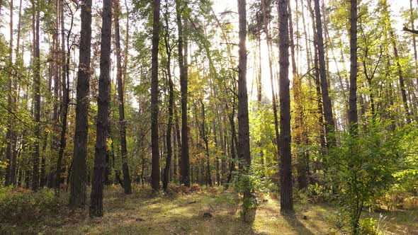 Forest Beautiful Landscape in an Autumn Day