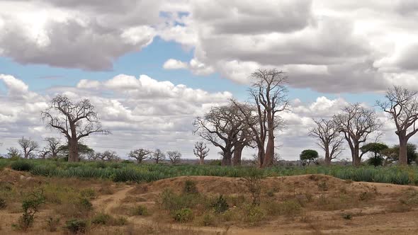 Baobab, landscape on the road to go to Tsavo Park, Kenya, slow motion