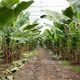 Banana trees in greenhouse. Camera moves between banana trees. - VideoHive Item for Sale