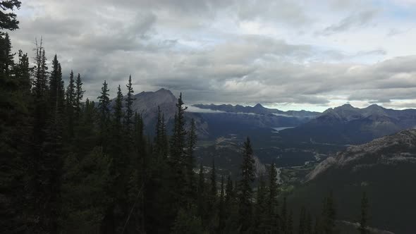 Coniferous trees on a slope