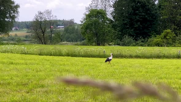 Stork looking for food frogs in a green grass meadow. 4K Nature Of Poland.