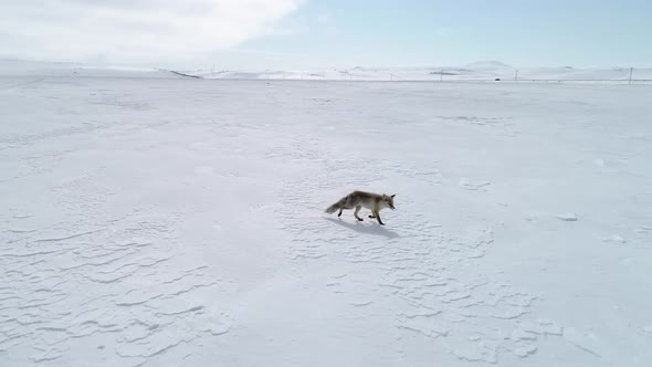 Fox Running in the Snow