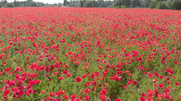 Red Poppy Flower Field