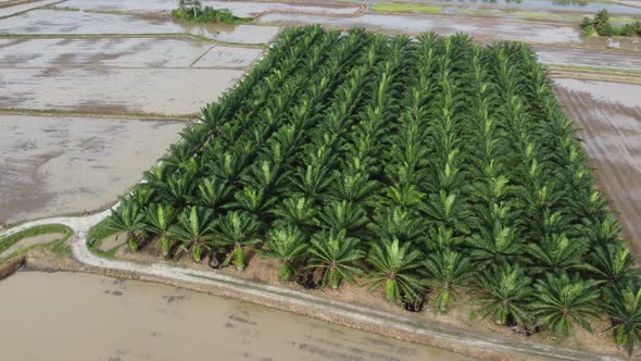 Aerial view oil palm plantation