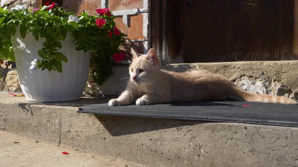 Doors. Wooden doors near which the cat lies. Daytime cat lying down outside the home near the main d