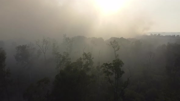 Aerial fly over mangrove trees with smoke due to burning at peatland.