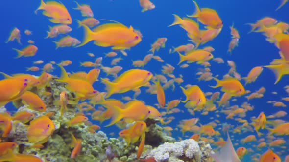 Beautiful Underwater Close Up Colorful Fishes