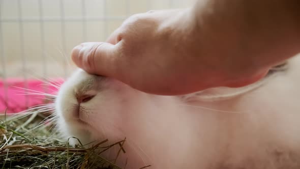 Close Up Footage  Hand Stoking Fluffy White Rabbit