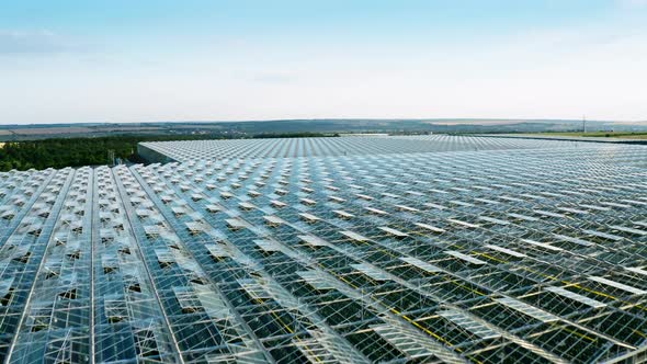 Aerial Top View of Venlo or Dutch Greenhouse Plant