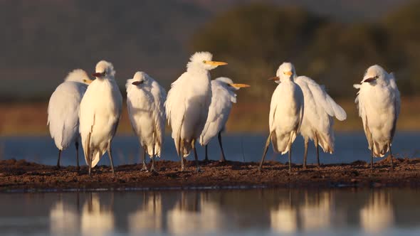 White Cattle Egret stand in African breeze near golden watering hole