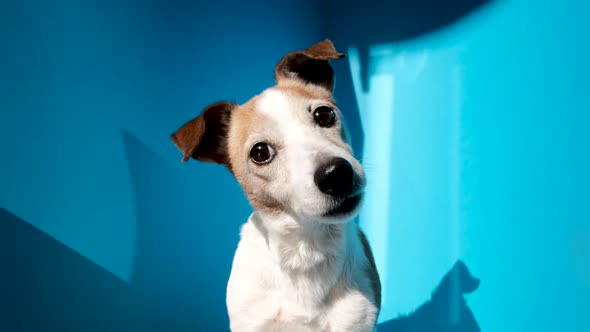 Curious Jack Russell Terrier with Funny Brown Ears on Blue