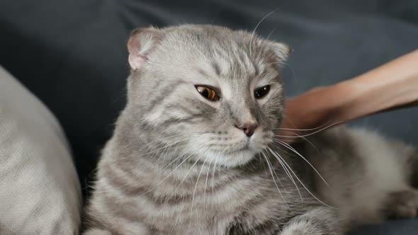 Hand of Person Stroking Cat. Female Owner Caressing of Cute Scottish Fold Cat at Home