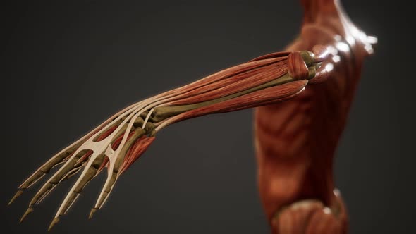 Muscular System of Human Body Animation alt