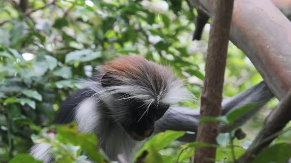 Red Colobus Monkey Sitting on Branch in Jozani Tropical Forest Zanzibar Africa