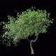 Growing Tree 03 - VideoHive Item for Sale
