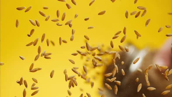 Closeup of Falling Down Barley on Glass Table on Yellow Background