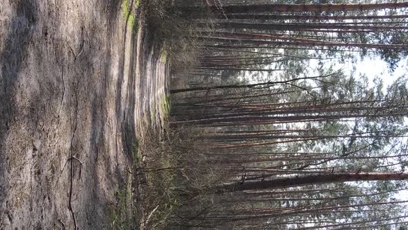 Vertical Video of a Road in the Forest