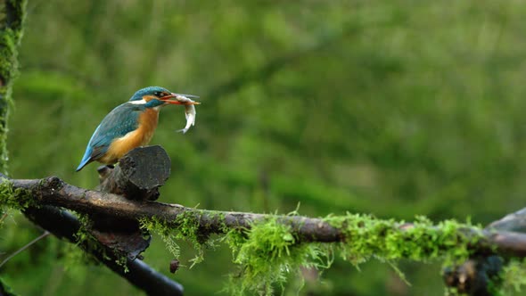 Eurasian kingfisher smacks wriggling fish on wood, swallows it and then poops