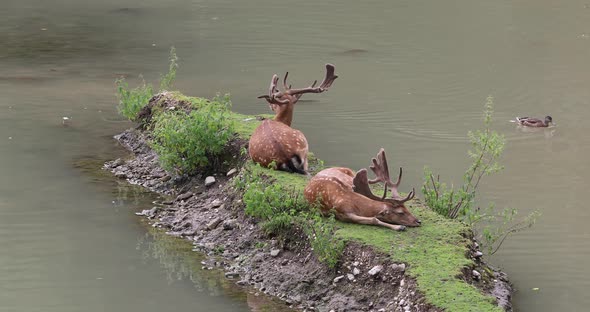 Two Deer Lie On A Small Island