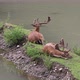 Two Deer Lie On A Small Island - VideoHive Item for Sale