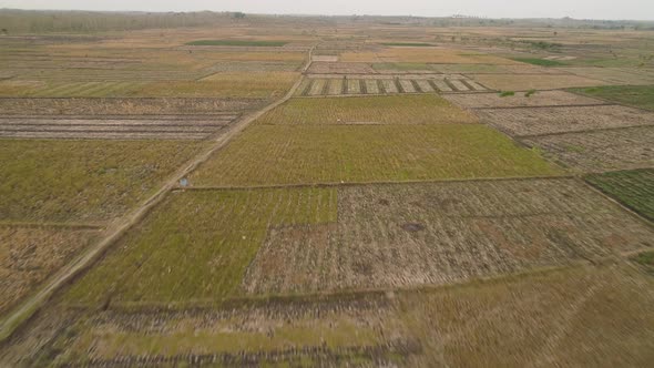 Agricultural Landscape in Indonesia