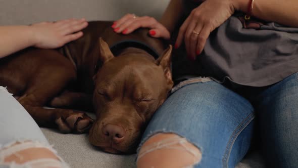 Brown American Pit Bull Terrier Sleeping on Couch During Family Time