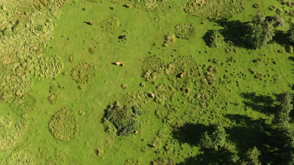 360 Degree Aerial Drone Shot of Highland Cow's Grazing in the Wild