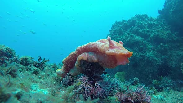 A flamboyant Nudibranch sitting on colourful soft coral swaying in the ocean current