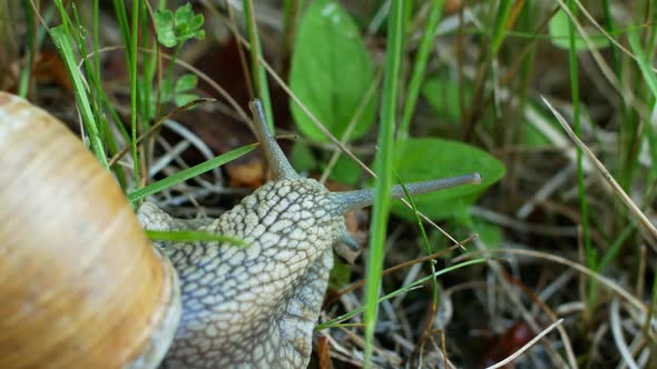 Close-up of a snail slowly crawling in the forest on green grass and leaves.