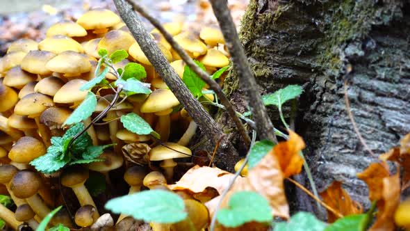 Honey Fungus Mushrooms 11