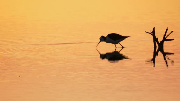 Pied stilt bird hunting and feeding in calm water during dramatic orange sunset