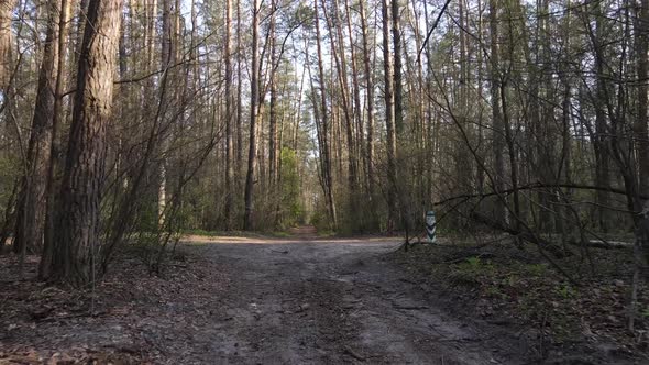 Aerial View of the Road Inside the Forest