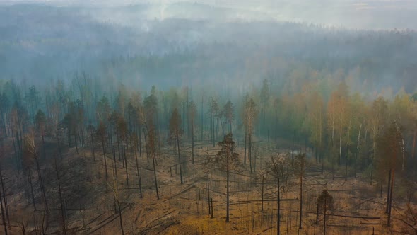 Trees After Recent Forest Fire Devastated Woods Pine Forest Under Smoke