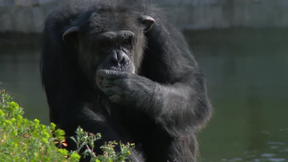 Big Gorilla Eating